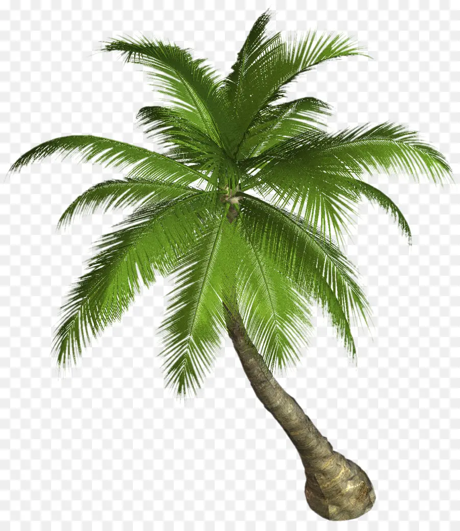 Palmera，Cocos PNG