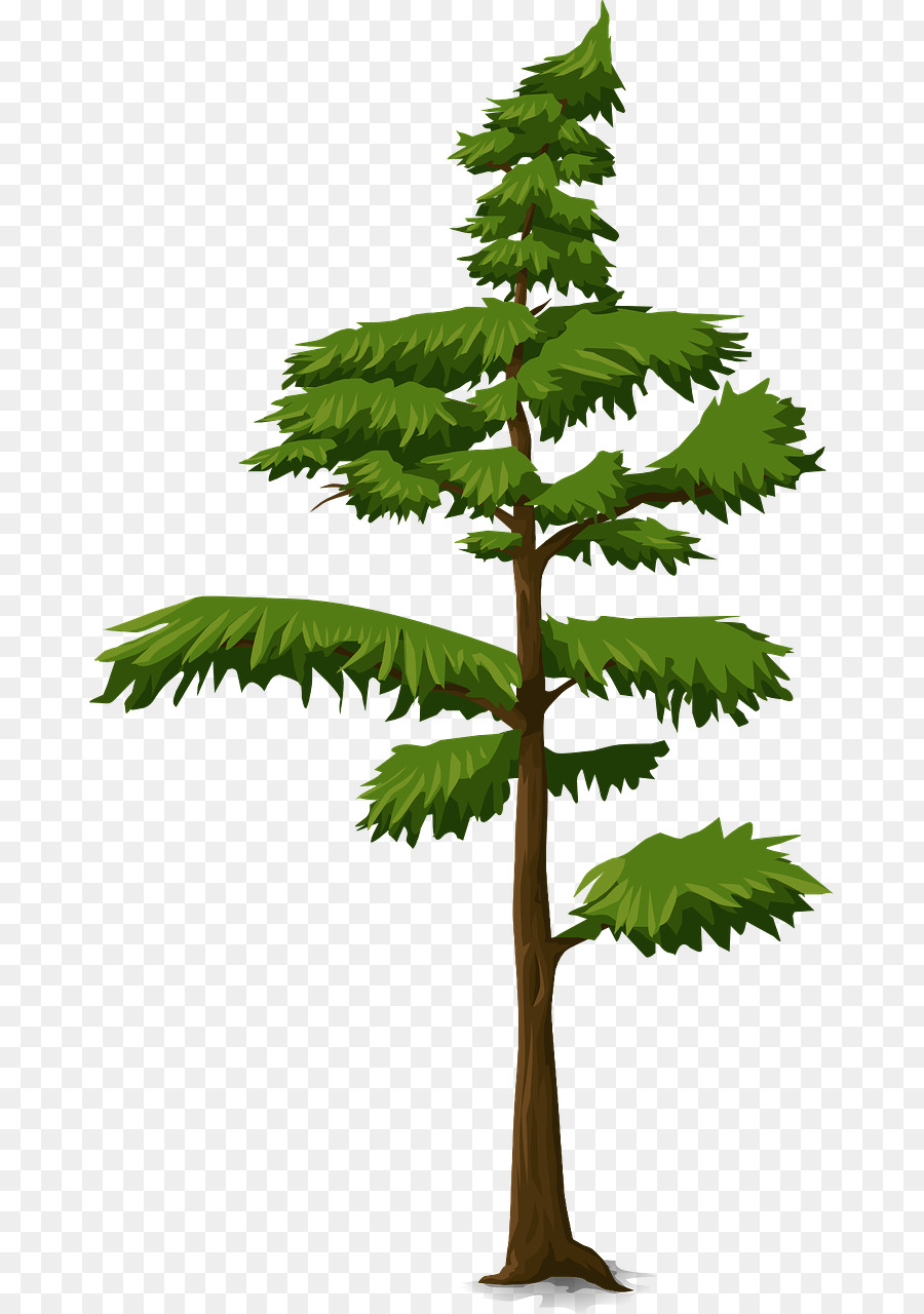 árbol，Fir PNG