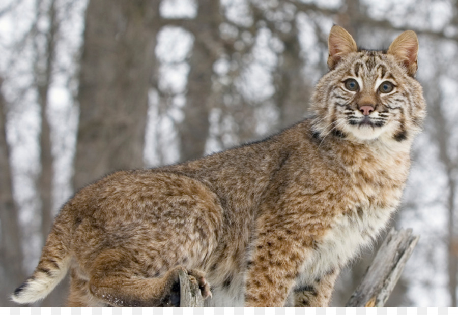 Lince En La Nieve，Gato Montés PNG