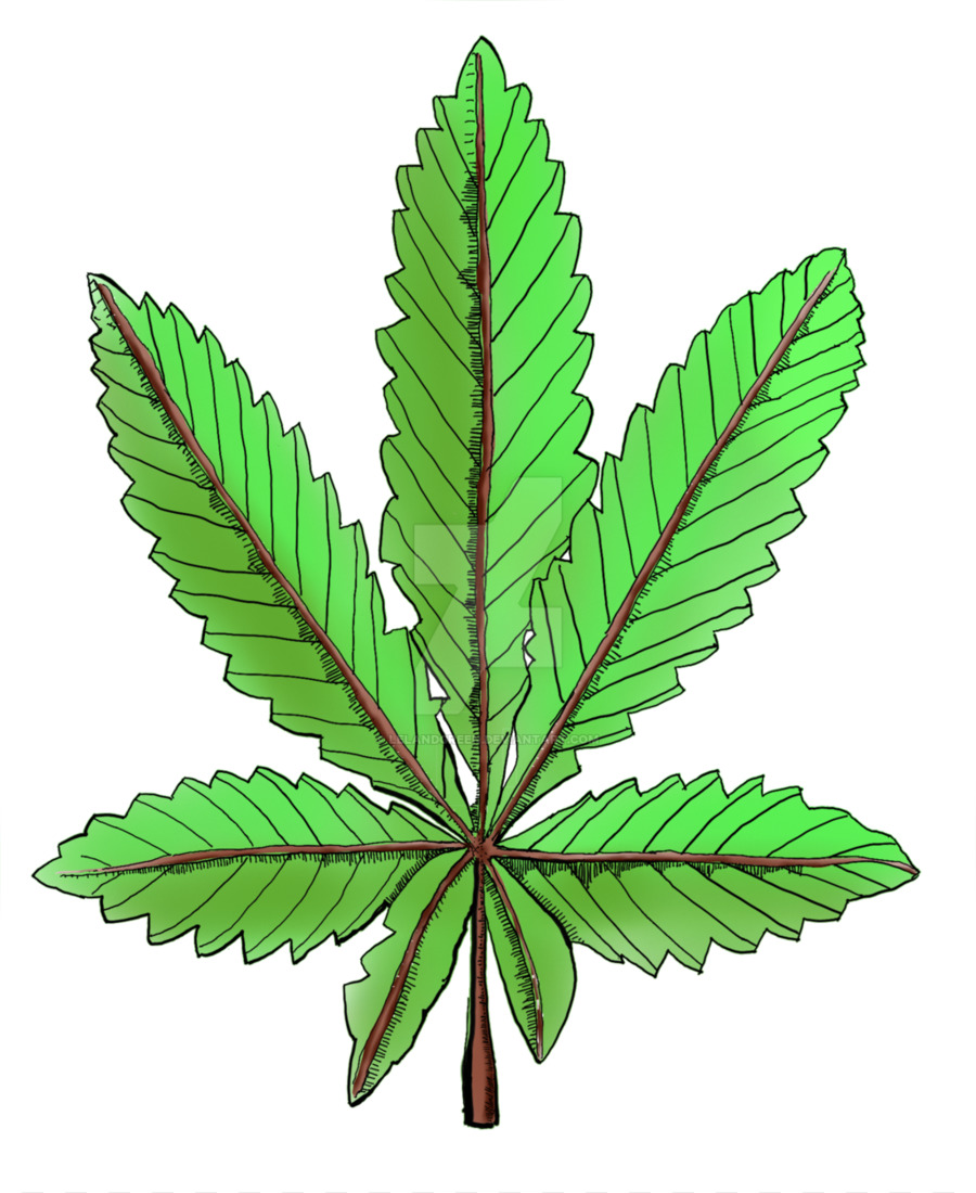 El Cannabis，Cannabaceae PNG