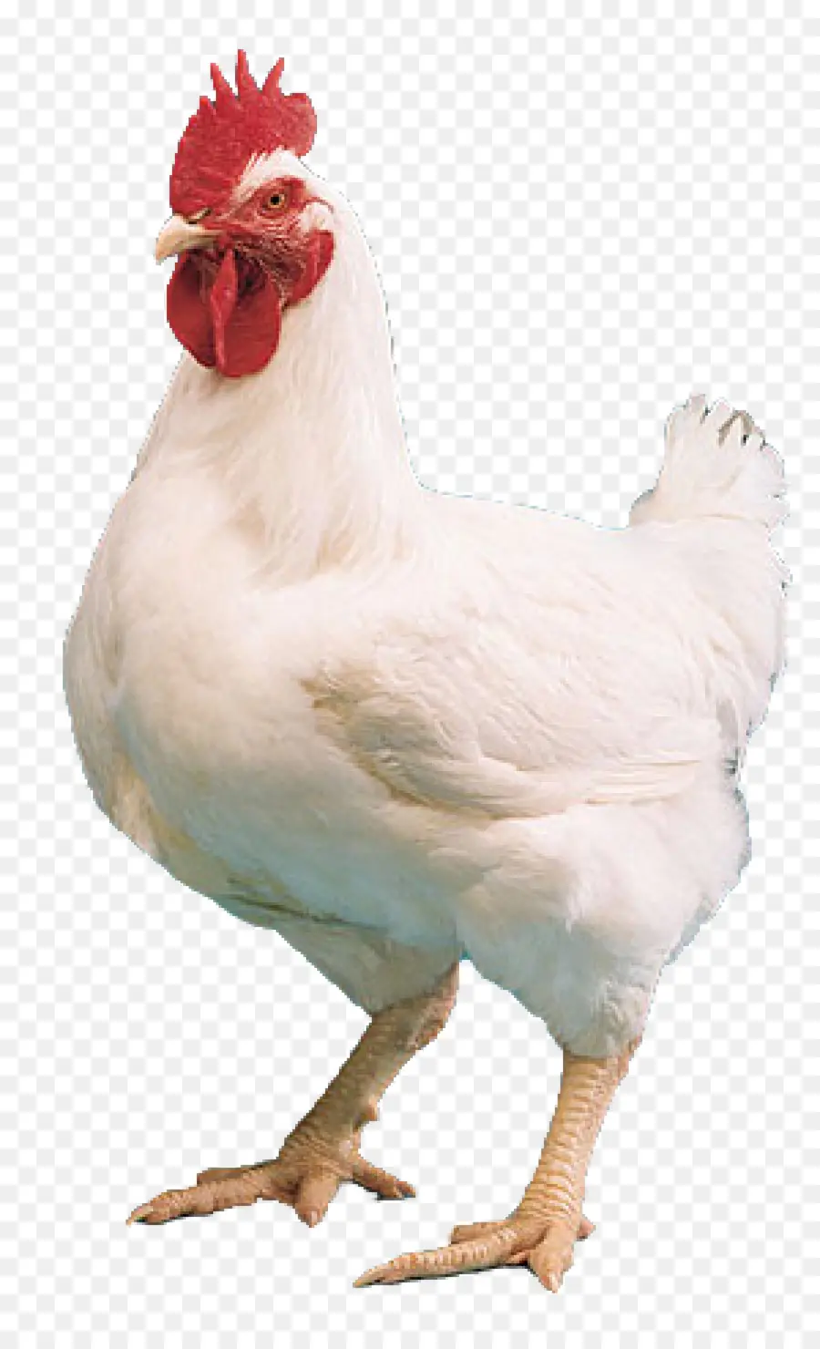 Cornish Pollo，Kuroiler PNG