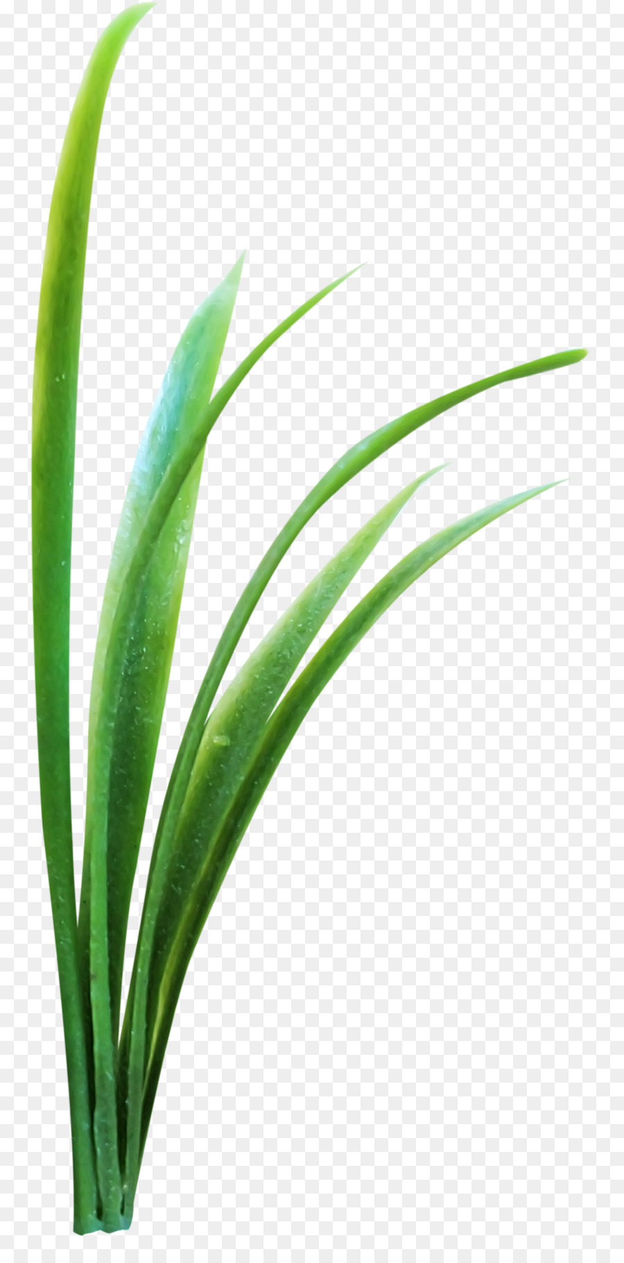 Planta Verde，Hojas PNG