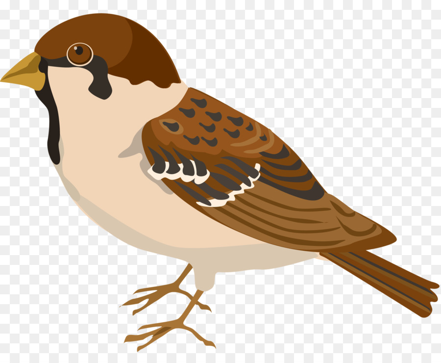 Pájaro Pequeño，Plumas PNG