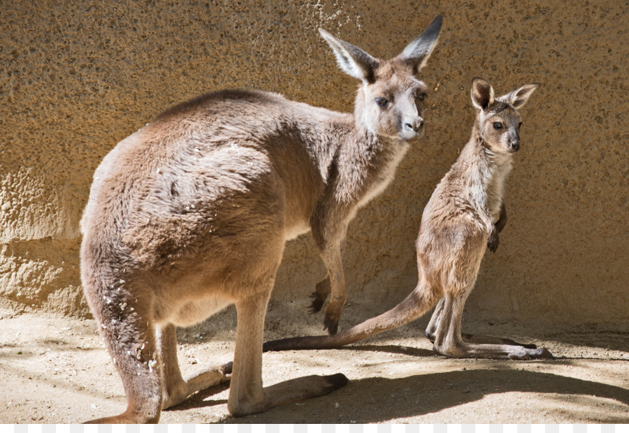 Zoológico De Los ángeles，Bestzoo PNG