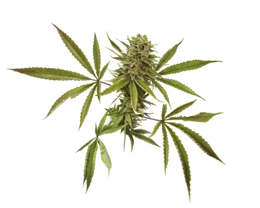 Cannabis Sativa，Marijuana PNG