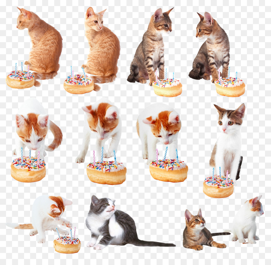 Gatos，Gatitos PNG