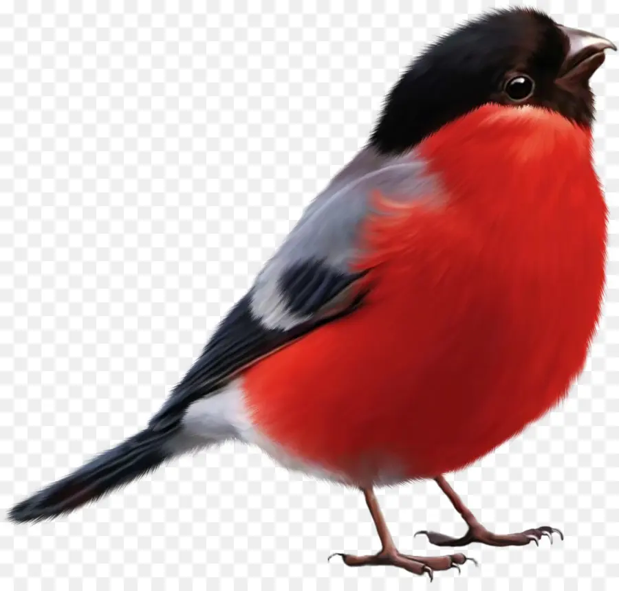 Pájaro Rojo，Pájaro PNG