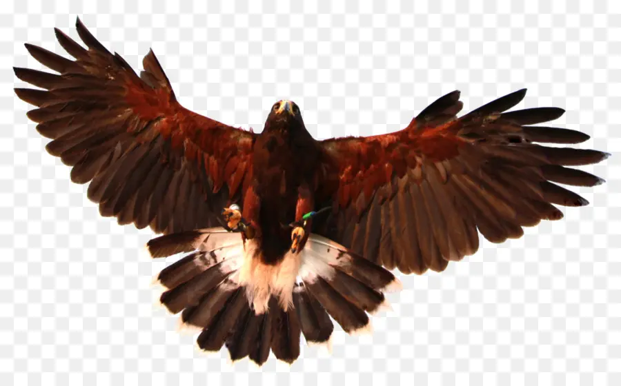 Águila，Pájaro PNG