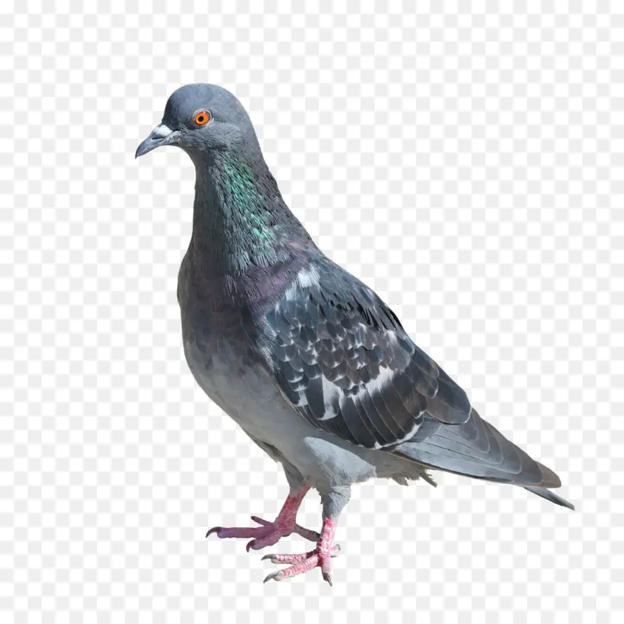 Columbidae，Rock Dove PNG