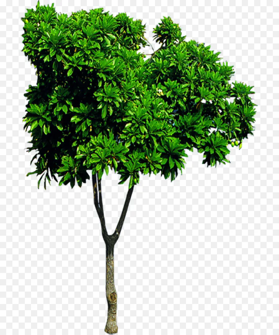 Árbol，Verde PNG