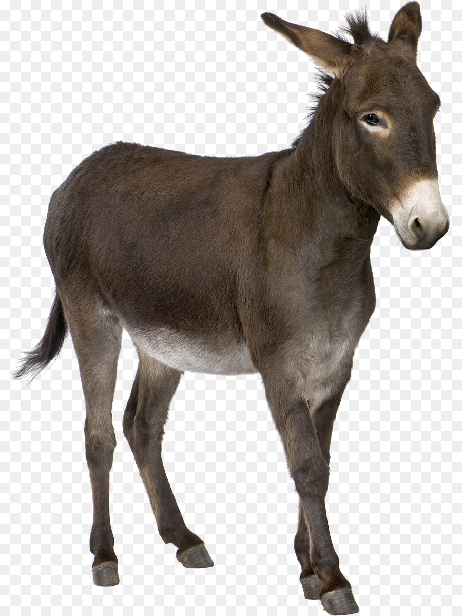 Burro，Granja PNG