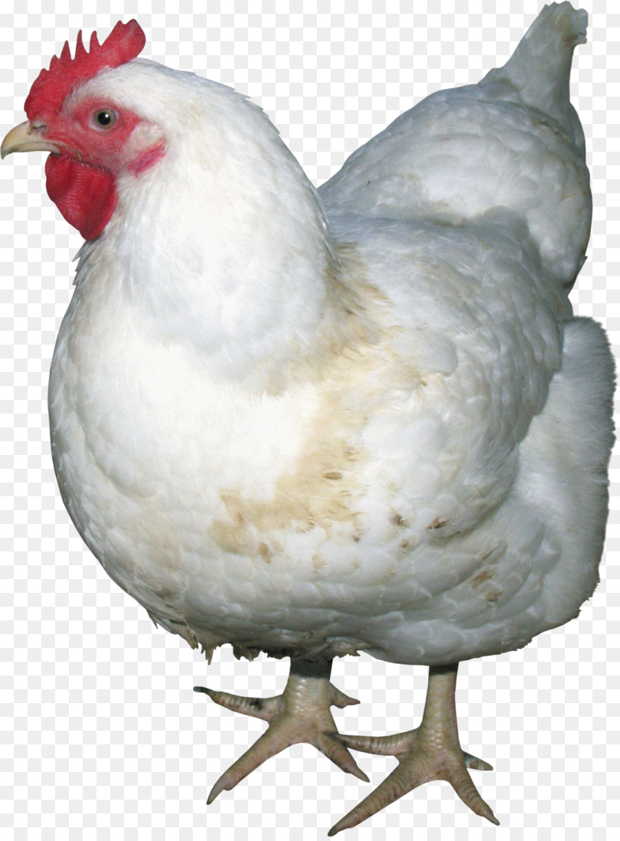 Pollo Blanco，Gallina PNG