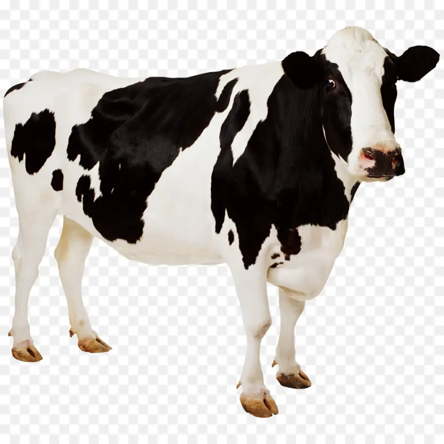 Ganado Frisio De Holstein，Papel Tapiz De Vaca PNG