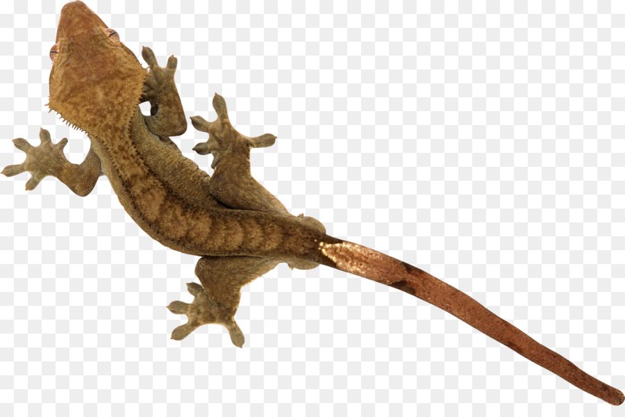 Geco，Lagarto PNG