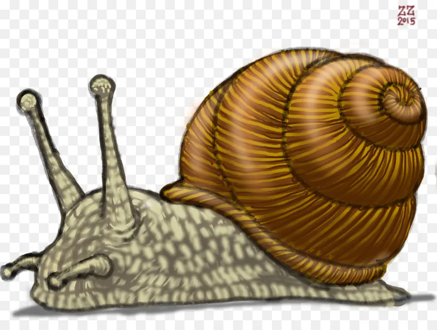 Caracol Realista，Caparazón PNG