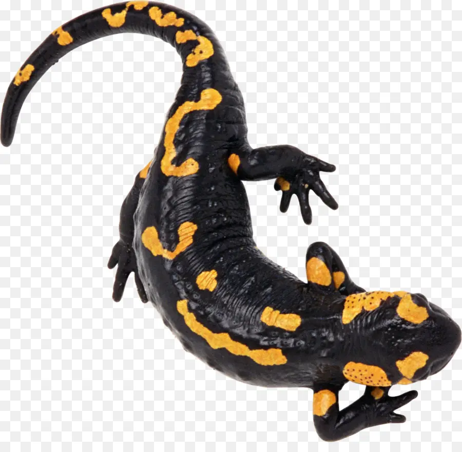 Tritón，Salamandra PNG