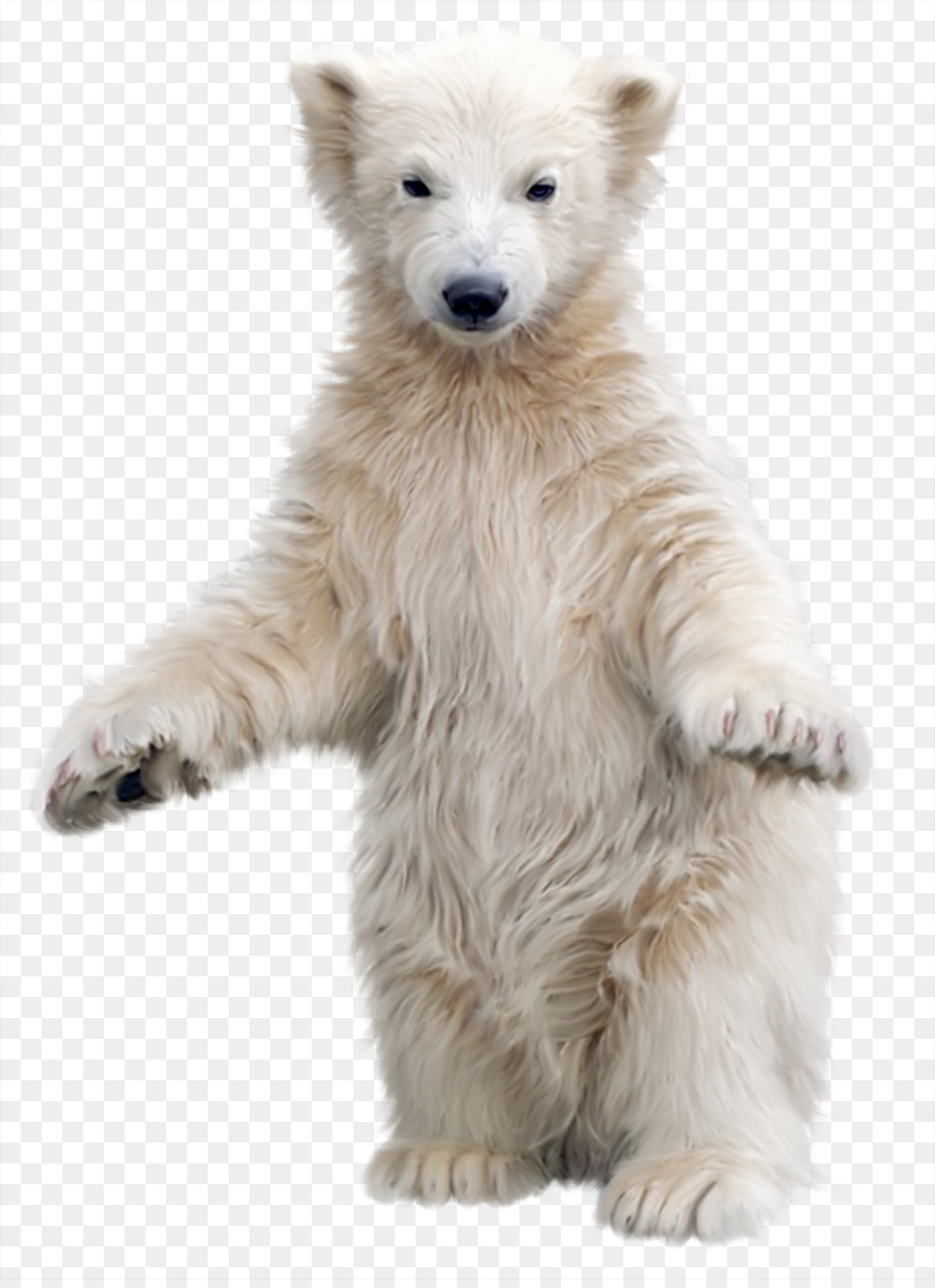 Oso Polar，Oso PNG