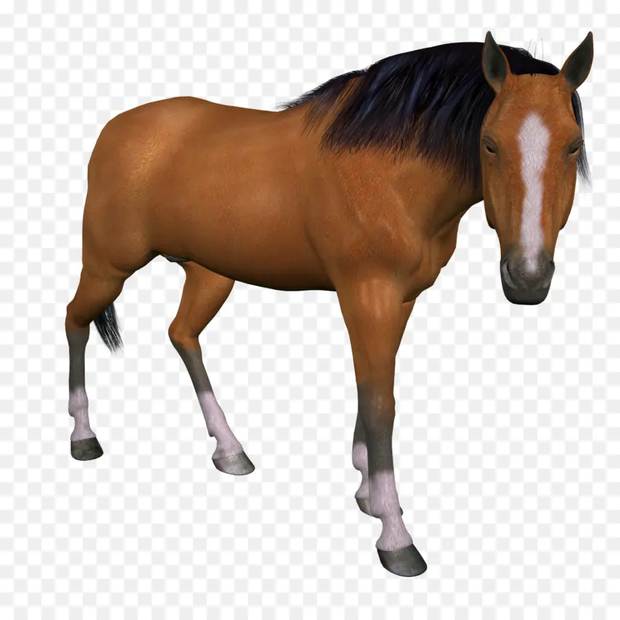 Caballo Blanco，Animal PNG