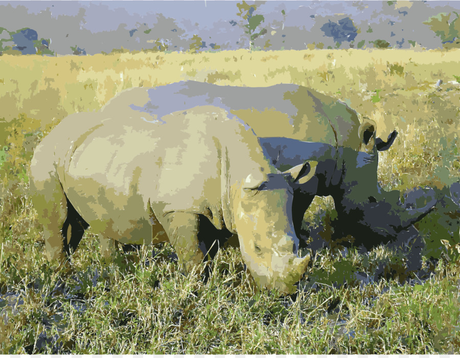 Sudáfrica，El Rinoceronte PNG