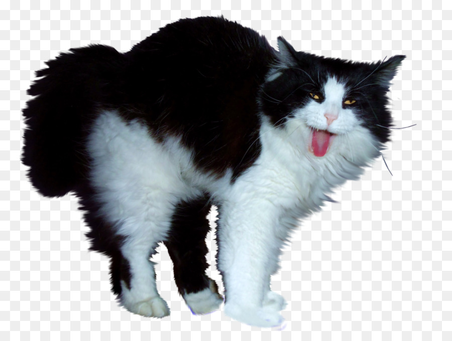 Gato，Gatito PNG