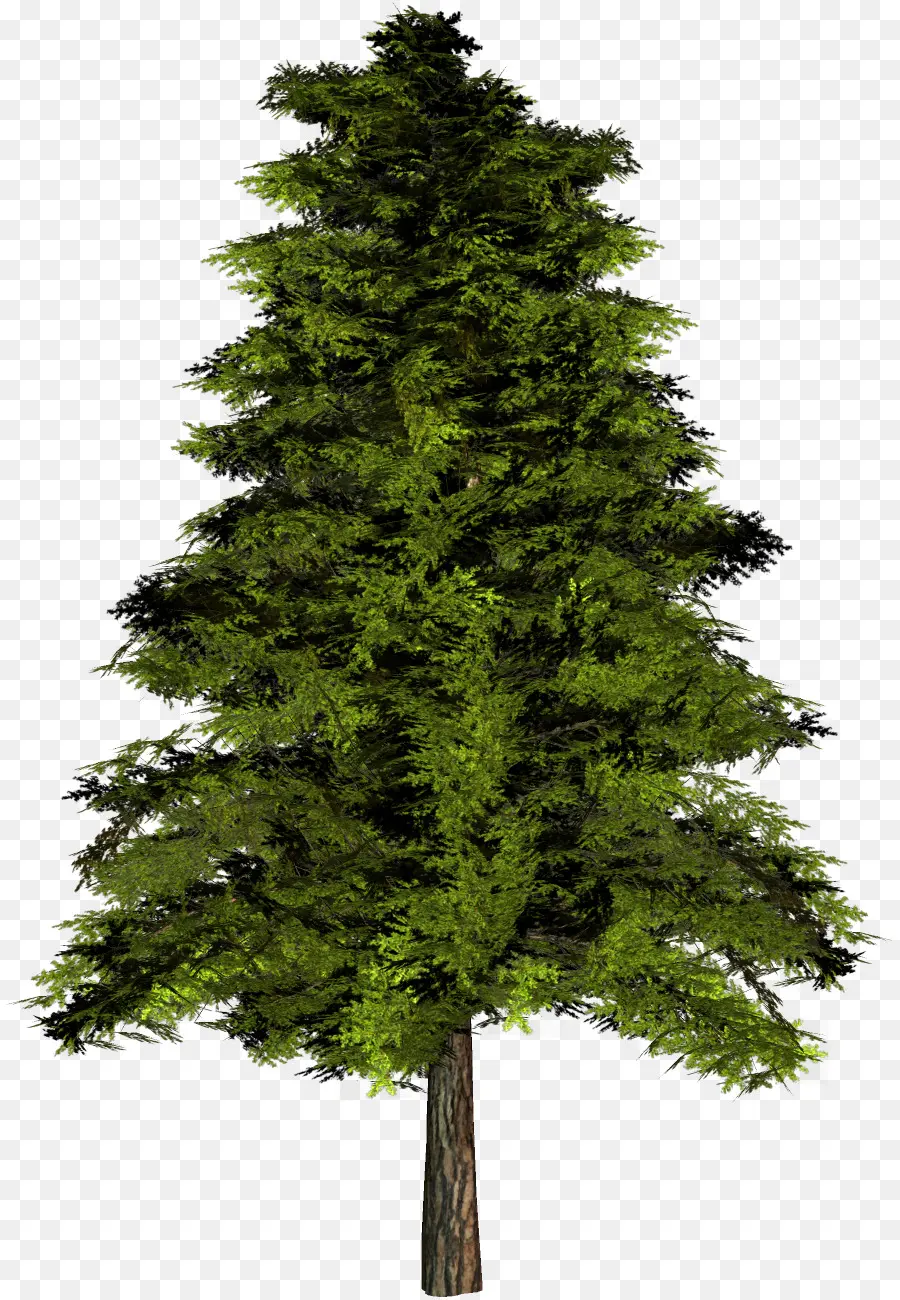 Árbol Verde Alto，Naturaleza PNG