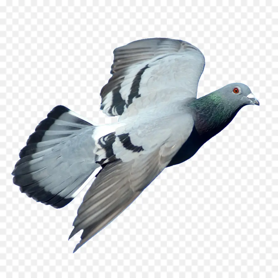 Rock Dove，Columbidae PNG