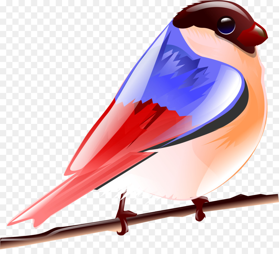 Pájaro，Pluma PNG