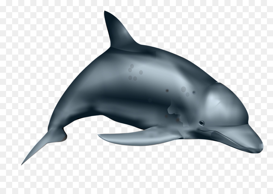 Dolphin，Iconos De Equipo PNG