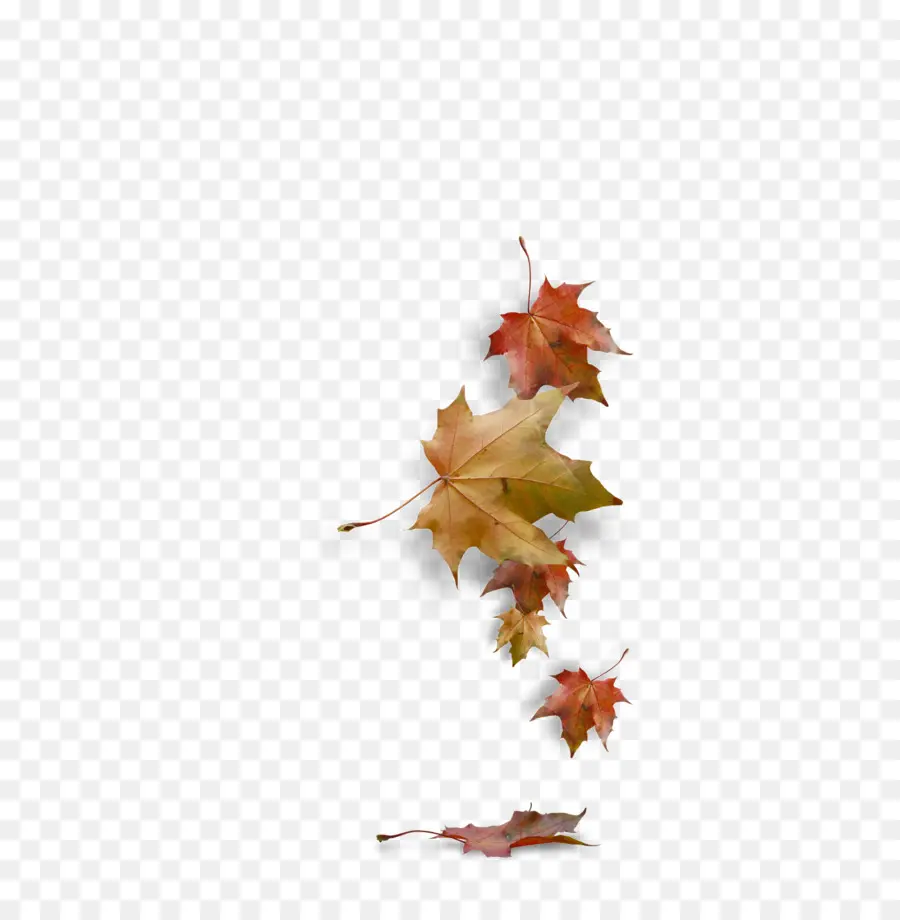 Otoño，Facebook PNG