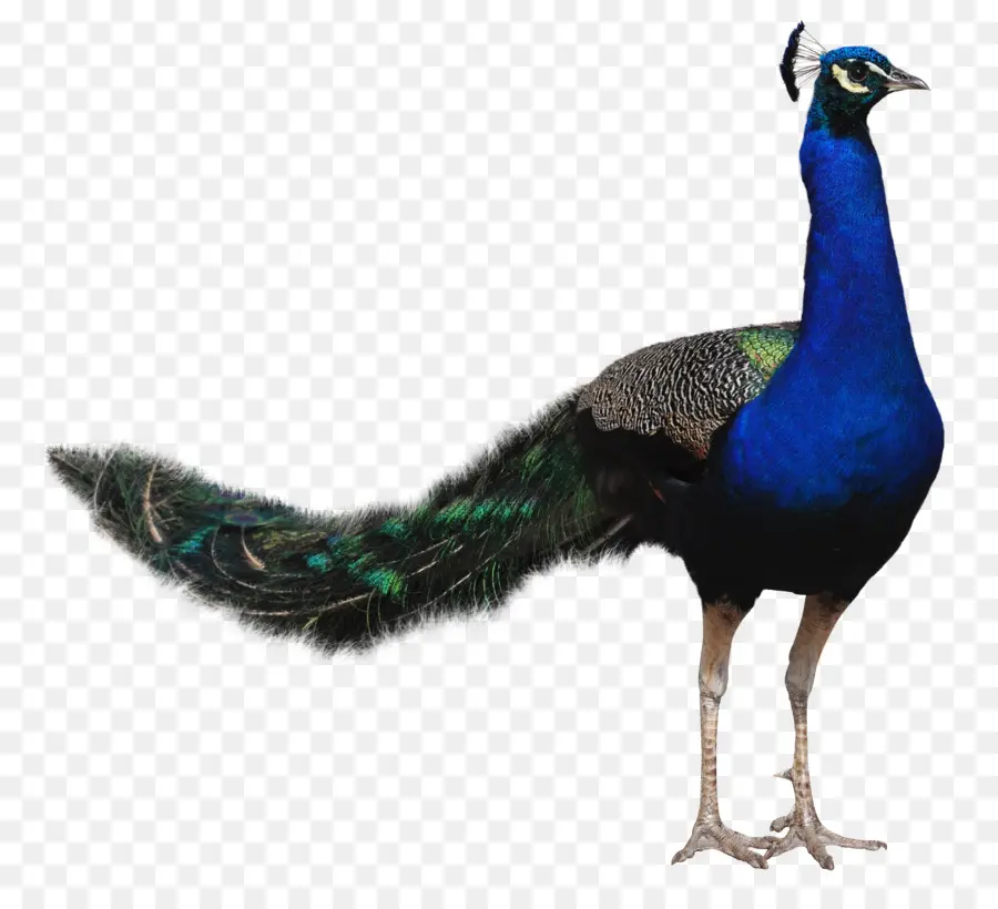 Pájaro，Pavo Real PNG