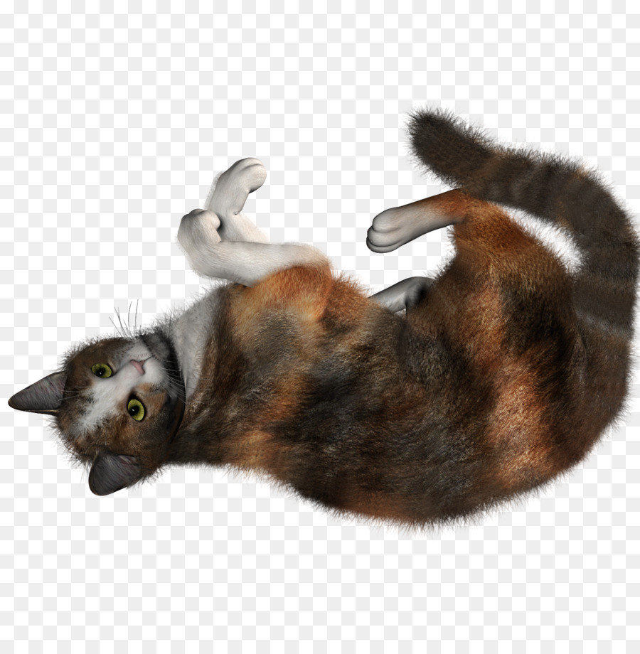 Gato，Mascota PNG