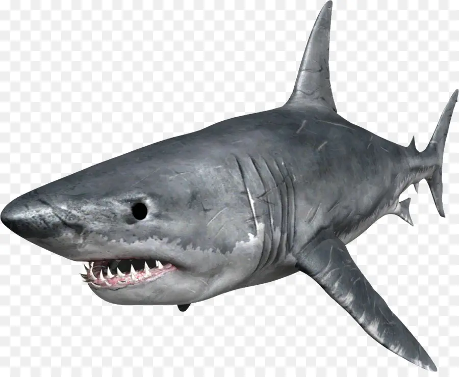 Hungry Shark Evolution，Tiburón PNG