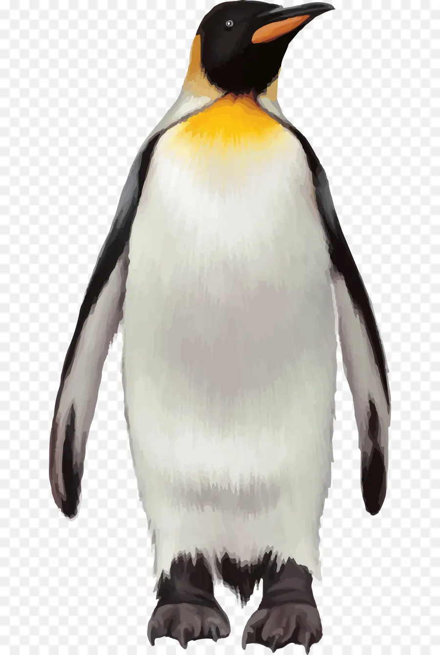 Penguin，Pájaro PNG