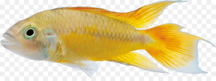 Los Peces，Los Peces Ornamentales PNG