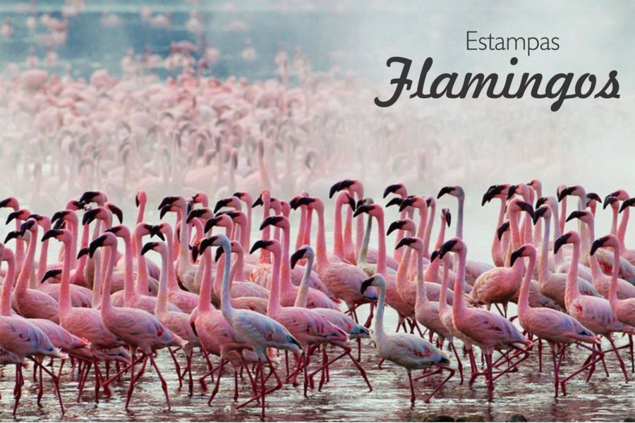 El Lago Nakuru，El Lago Bogoria PNG