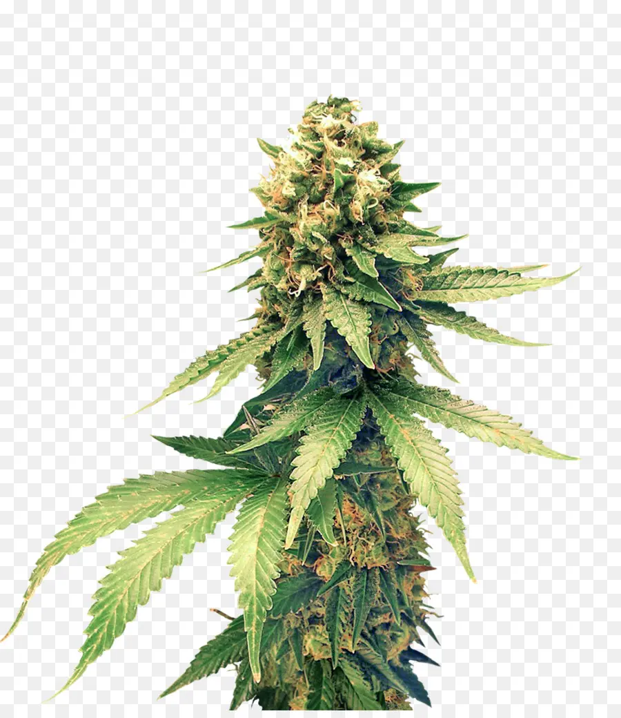 Taza De Cannabis，Canabis PNG