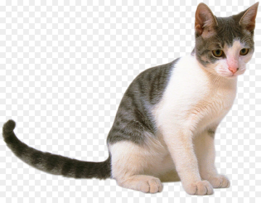 Gatito，Gato PNG