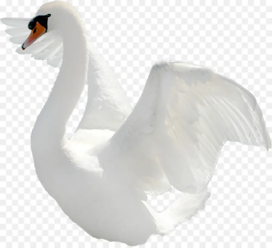 Cisne，Blanco PNG