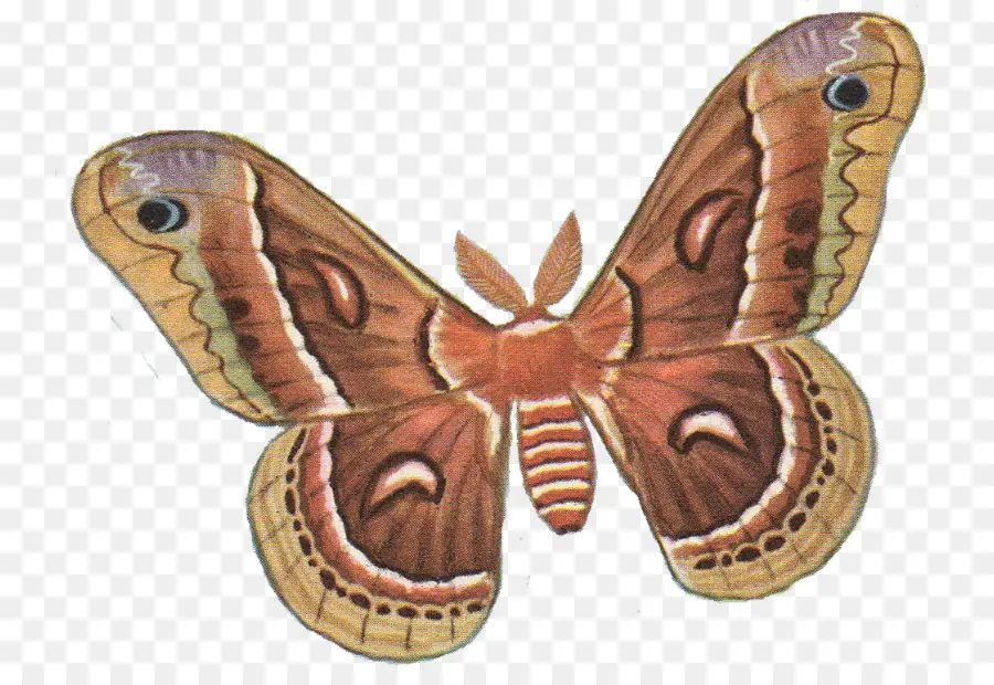 Mariposa，La Polilla PNG