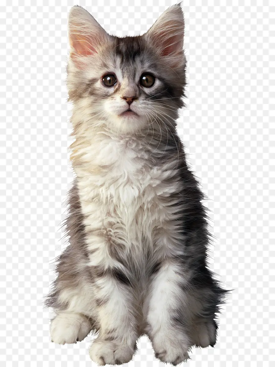 Maine Coon，British Shorthair PNG