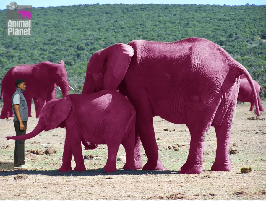 Elefante，Viendo Elefantes Rosas PNG