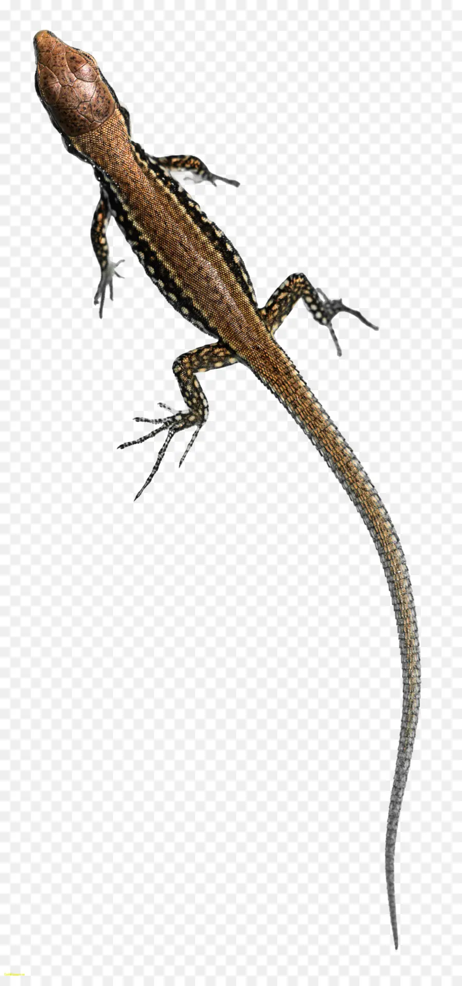 Lagarto，Reptil PNG