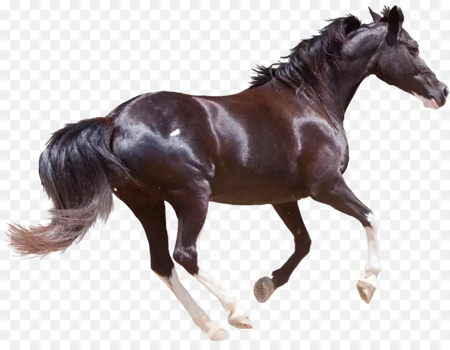 Caballo Frisón，Morgan Horse PNG