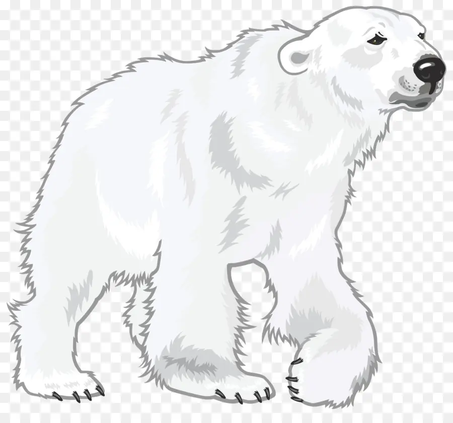 Oso Polar，Oso PNG