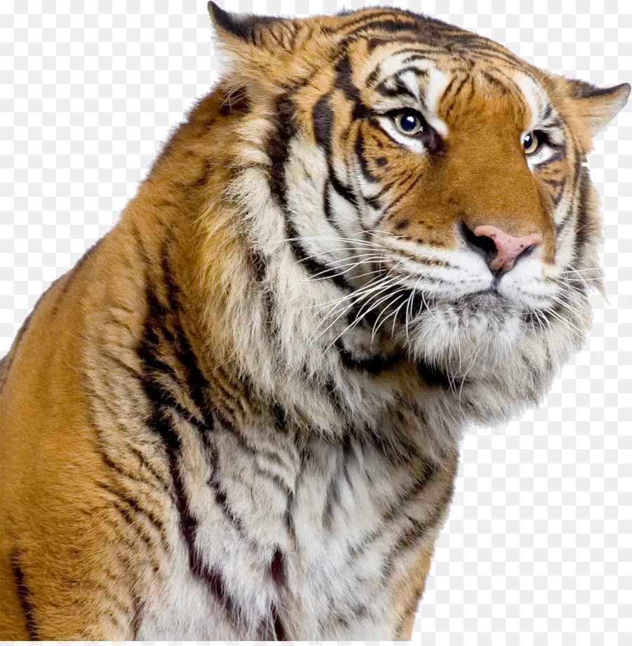 Tigres，Tigre PNG