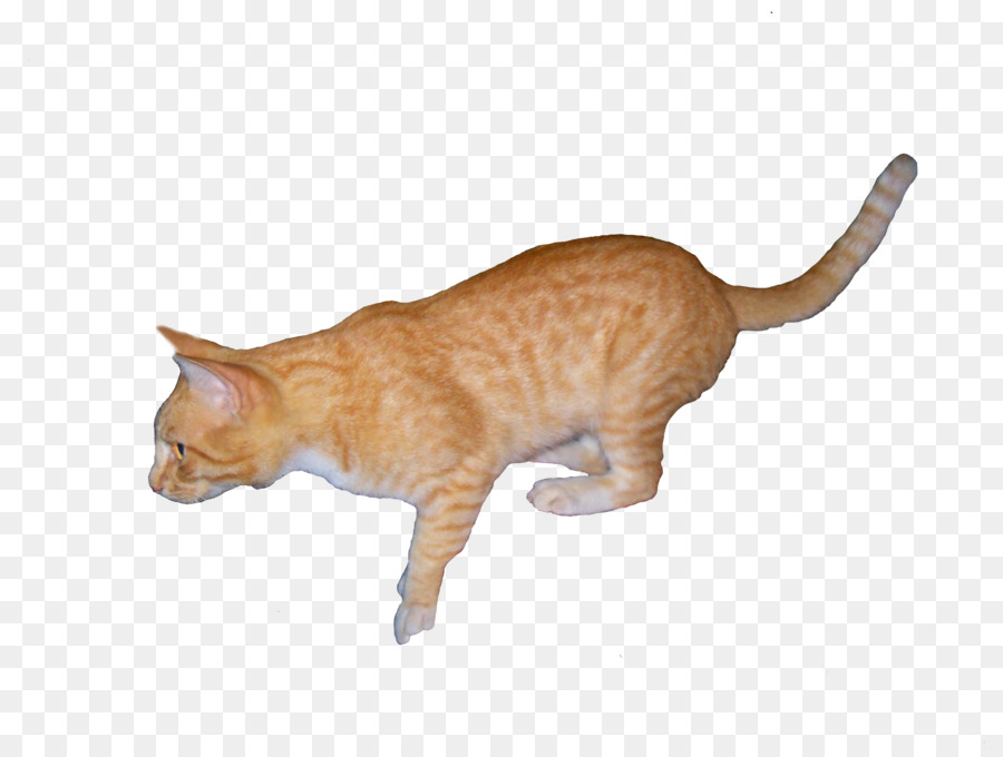 Europeo De Pelo Corto，Gato Munchkin PNG