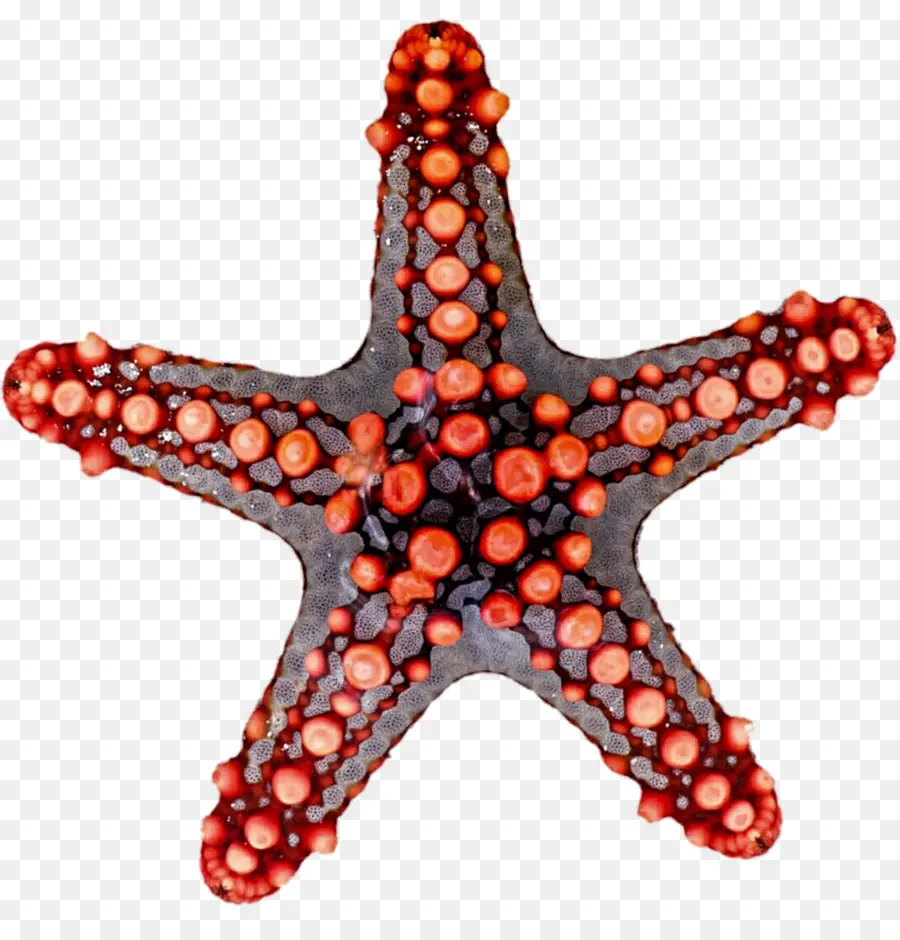 Estrella De Mar，Mar PNG