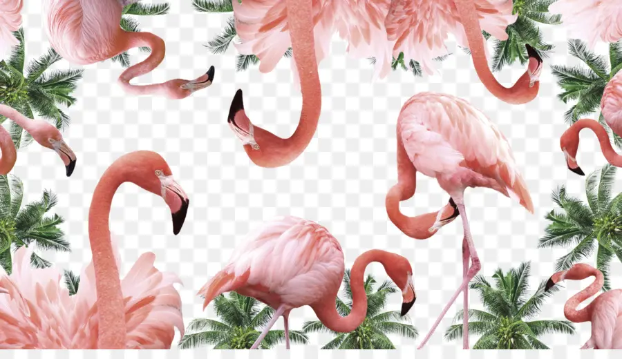 Flamencos Rosados，Aves PNG