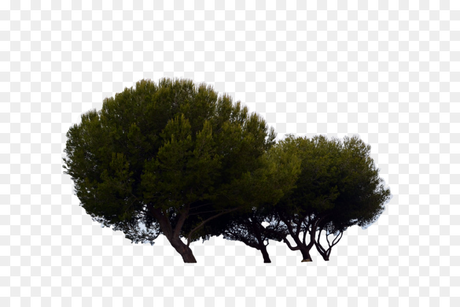 árbol，Planta PNG