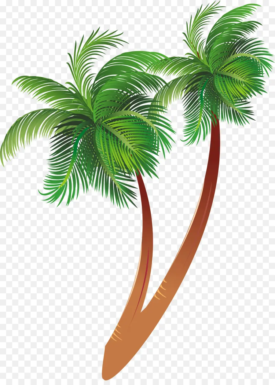 Palmera，Cocos PNG